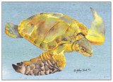 Ridley Turtle Blank Card