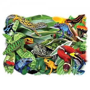 Dart Frogs and Reptiles T-Shirt Adult