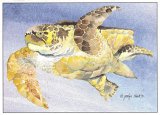 Loggerhead Turtle Blank Card