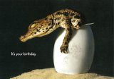 Croc Party Animal Birthday Card
