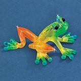 "Caribbean" Glass Frog