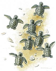 Baby Sea Turtles T-Shirt